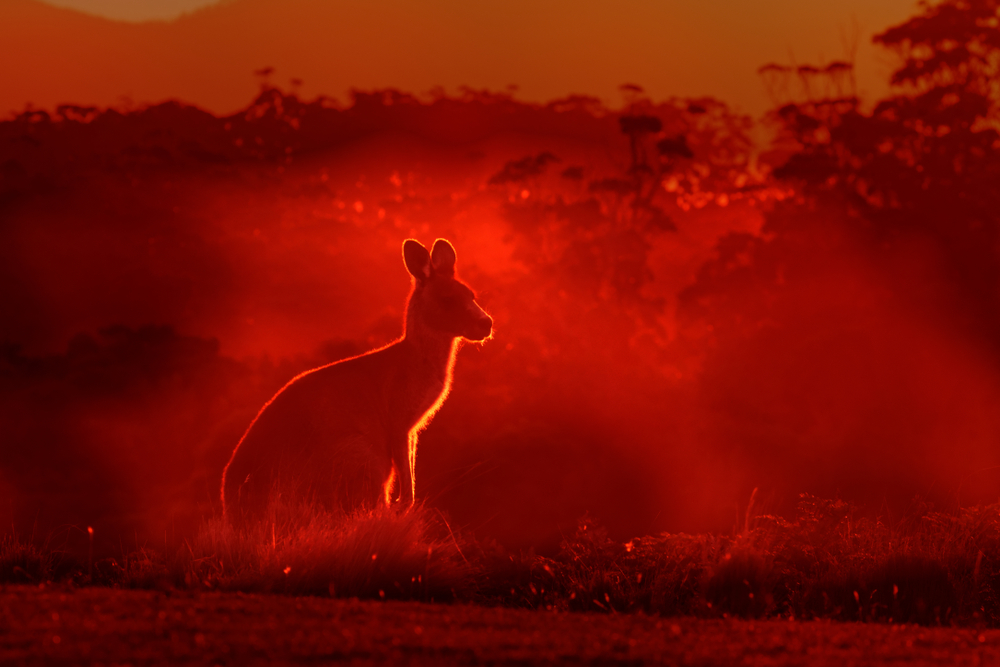 A kangaroo looks on in Australia as bushfires burn